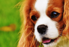 Cute:1kjlfnxxfts= Cavalier King Charles Spaniel