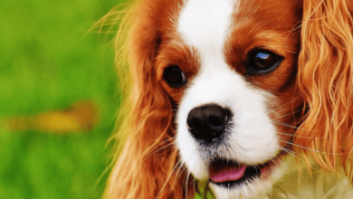 Cute:1kjlfnxxfts= Cavalier King Charles Spaniel