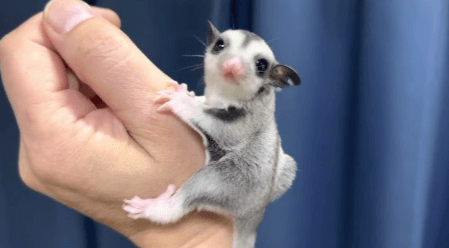 Cute:4y3vdjs_Mga= Sugar Glider