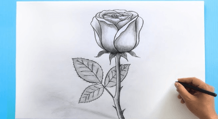 Outline:5lvuzffno7u= Rose Drawing