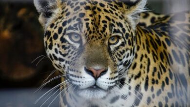 apex horizon start initiatives