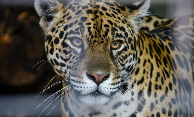 apex horizon start initiatives