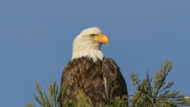 visionary apex across fields